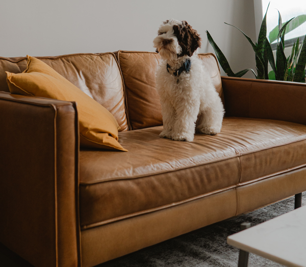 dog on a couch